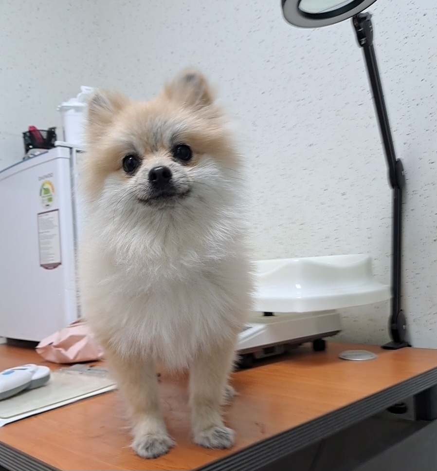 수원시 동물보호센터_441374202300455